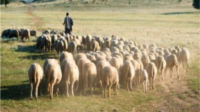 શું ભારત પશુપાલકોની મદદથી LAC પર ચીનની ધૂસણખોરીના પ્લાન પર પાણી ફેરવી શકશે? વાંચો કેમ છે પશુપાલકો સેનાનાં આંખ અને કાન