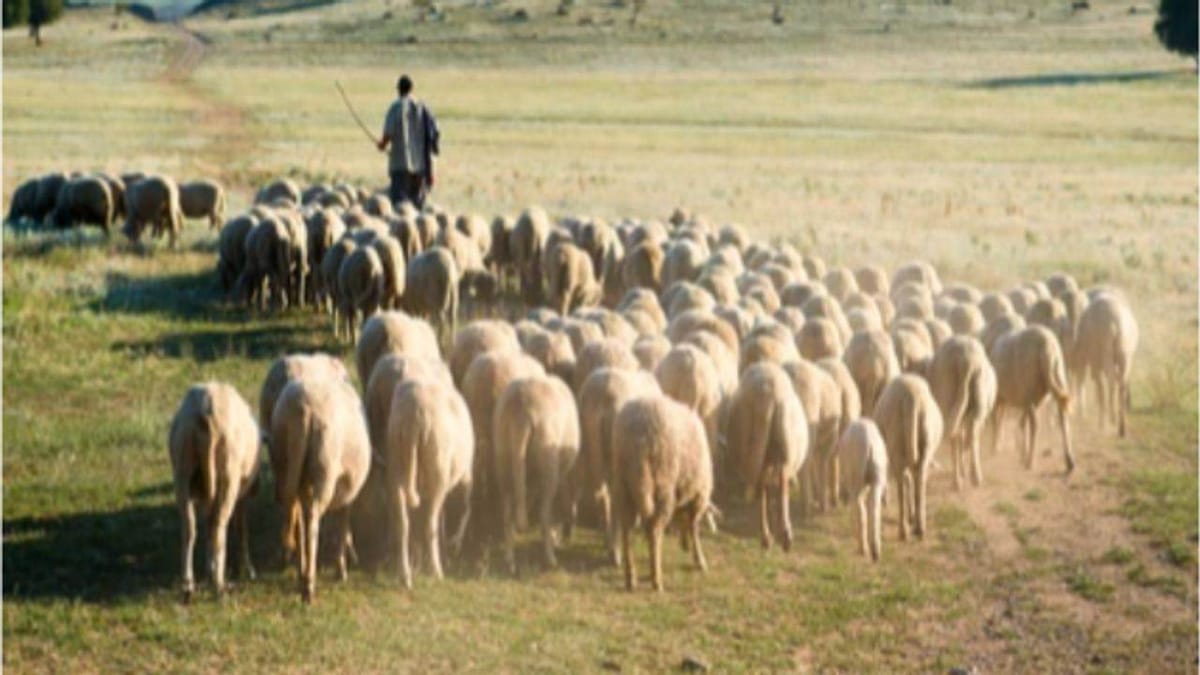 શું ભારત પશુપાલકોની મદદથી LAC પર ચીનની ધૂસણખોરીના પ્લાન પર પાણી ફેરવી શકશે? વાંચો કેમ છે પશુપાલકો સેનાનાં આંખ અને કાન