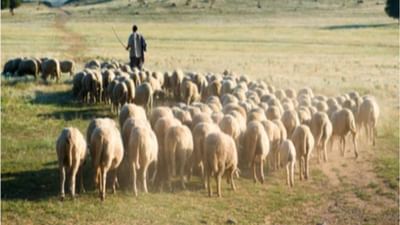 શું ભારત પશુપાલકોની મદદથી LAC પર ચીનની ધૂસણખોરીના પ્લાન પર પાણી ફેરવી શકશે? વાંચો કેમ છે પશુપાલકો સેનાનાં આંખ અને કાન