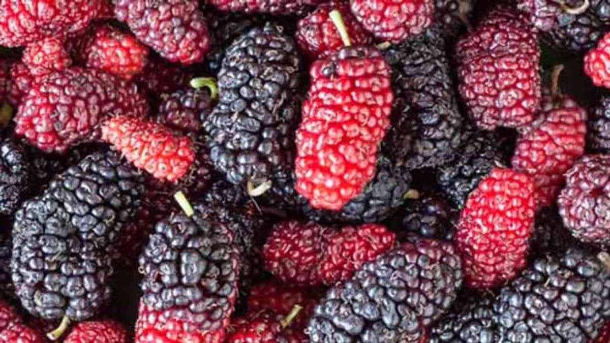 Health : પ્રોટીન, વિટામીન અને ખનિજોના ઉત્તમ સ્ત્રોત શેતૂરના જાણો જબરદસ્ત ફાયદાઓ