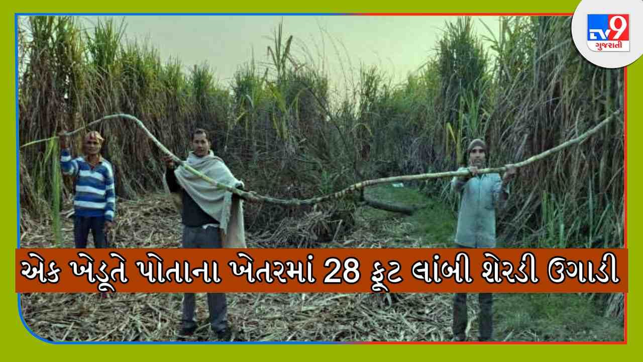 Sugarcane cultivation: ખેડૂતે 28 ફૂટ લાંબી શેરડી ઉગાડી, સાંઠાની લંબાઈ જોઈ સૌ કોઈ આર્શ્ચયમાં