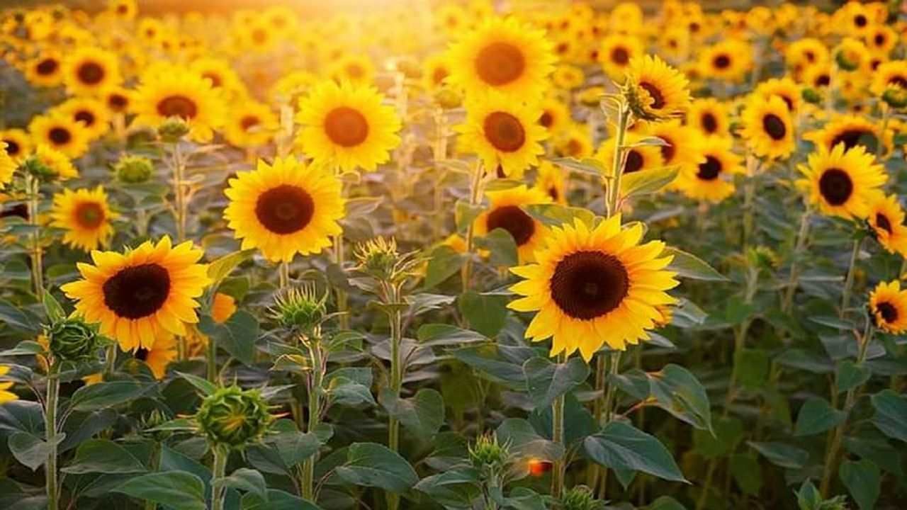 Sunflower Farming: સૂર્યમુખીની ખેતી છે ફાયદાકારક, જાણો તેની ખેતી વિશે મહત્વની બાબતો