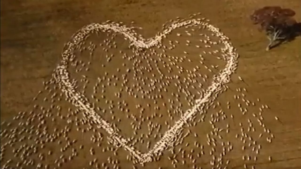 Viral: આટલી અનોખી શ્રદ્ધાંજલિ તમે ક્યારેય નહીં જોઈ હોય, વીડિયો લોકોને ખુબ આવી રહ્યો છે પસંદ