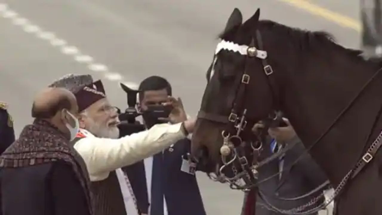 a horse virat included in the presidents bodyguard fleet retires today