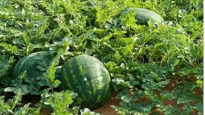 તરબૂચ-શક્કરટેટીની ખેતીમાં ખેડૂતો ઓછા રોકાણ અને ટૂંકા ગાળે કરી શકે છે સારી કમાણી
