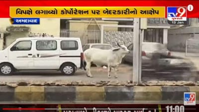 Ahmedabad: જાન્યુઆરી માસમાં AMCએ 578 ઢોર પકડયાનો દાવો, વિપક્ષે કર્યો ભ્રષ્ટાચારનો આક્ષેપ