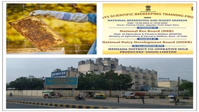 મહેસાણા : હવે ઉત્તર ગુજરાતમાં સ્વિટ ક્રાંતિની શરૂઆત થશે