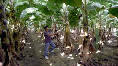 Vadodara : જૈવિક ખાતરોના ઉપયોગથી આ પ્રગતિશીલ ખેડૂતે શેરડીના ઉત્પાદનમાં 25 ટકા વધારો લીધો