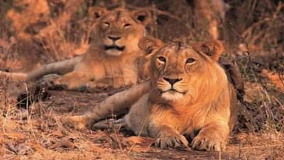 અમરેલી : પાલીતાણા- શેત્રુંજી ડિવિઝન સિંહો માટે કેમ છે જોખમી ? જાણો શું છે કારણ ?