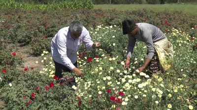 જામનગર નજીક આવેલુ મોખાણા ગામ રણજીત સાગર ડેમ નજીક આવેલુ છે. ફુલોની ખેતી માટે પુરતી પાણી જોઈએ. ત્યારે અહીં પુરતા પ્રમાણમાં પાણી મળી રહે છે. જેથી ખેડુતો છેલ્લા કેટલાક  વર્ષોથી પરંપરાગત ખેતીને ત્યજીને કરી ફુલોની ખેતી તરફ વળ્યા છે. બાગાયતી ખેતી કરીને તેઓ દૈનિક આવક મેળવી રહ્યા છે. 