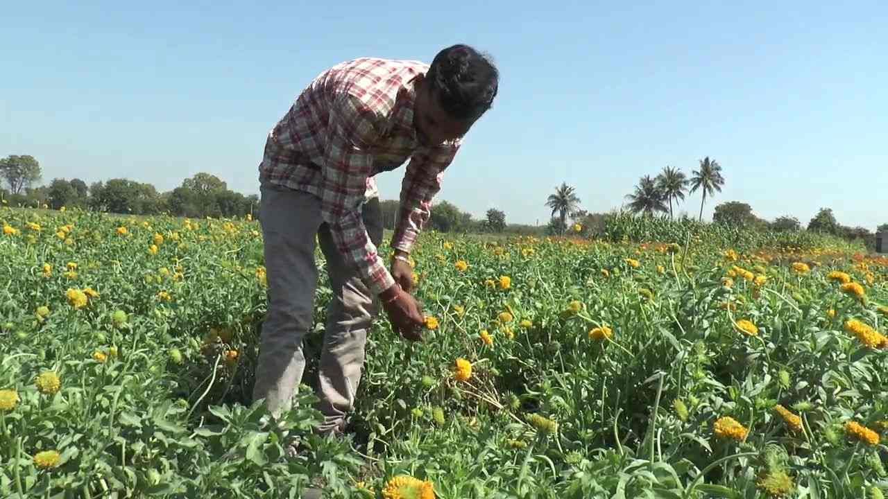 અગાઉ  કપાસ કે મગફળીની ખેતીમાં  ખેડૂતોને કોઇને કોઇ કારણોસર નુકસાન થતુ હતુ. જ્યારે અત્યારે દર માસમાં ખેડૂતો અંદાજે 8થી 12 હજાર રૂપિયા સુધીની ફુલોથી જ આવક મેળવે છે. ફુલોની આવક દૈનિક થતી હોય છે. કોઈ કારણે ફુલોમાં બગાડ આવે તો એકાદ દિવસ આવક ઓછી થાય. જો કે તેનુ નુકસાનનું પ્રમાણ ખુબ ઓછુ હોય છે.