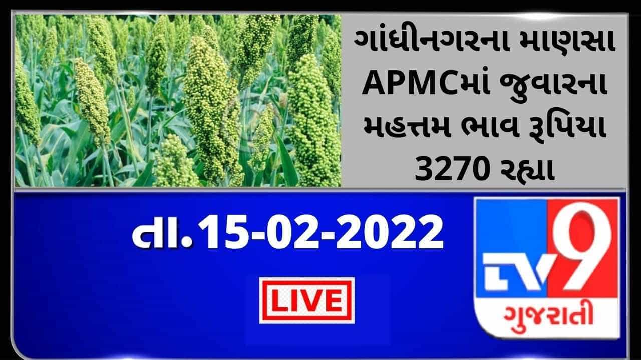 Mandi: ગાંધીનગરના માણસા APMCમાં જુવારના મહત્તમ ભાવ રૂપિયા 3270 રહ્યા, જાણો જુદા-જુદા પાકના ભાવ