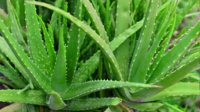 Aloe Vera Farming : એલોવેરાની ખેતીથી આખા વર્ષ દરમિયાન મેળવી શકો છો અઢળક કમાણી, પ્રોસેસિંગ યુનિટ સ્થાપીને આવકમાં થશે વધારો