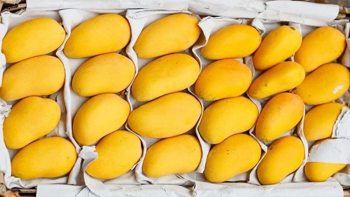 Alphonso Mango: કુદરતી આફતોએ બગાડ્યું સૌથી મોંઘી ભારતીય કેરીનું સ્વાસ્થ્ય, કિંમત પર પડી શકે છે અસર