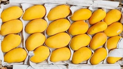 Alphonso Mango: કુદરતી આફતોએ બગાડ્યું સૌથી મોંઘી ભારતીય કેરીનું સ્વાસ્થ્ય, કિંમત પર પડી શકે છે અસર