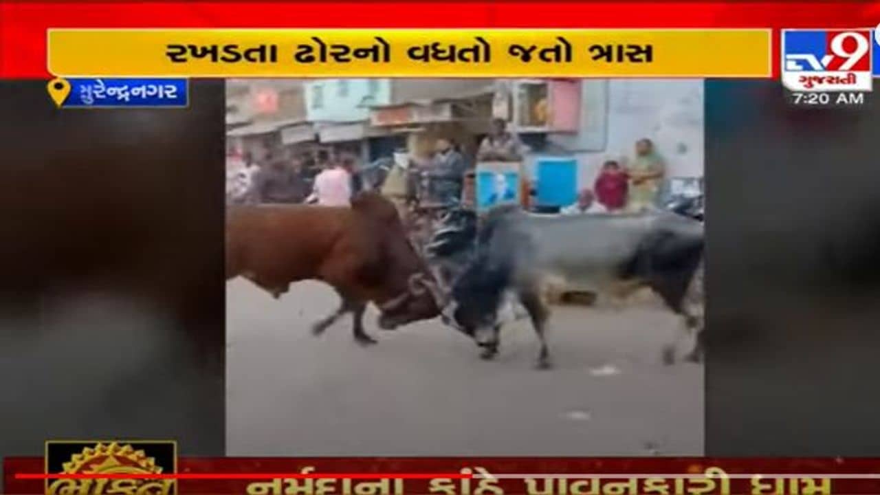 Surendranagar: વઢવાણમાં બે આખલા લડતા લડતા દુકાનમાં ઘૂસી ગયા, પછી શું થયુ જુઓ આ વીડિયોમાં