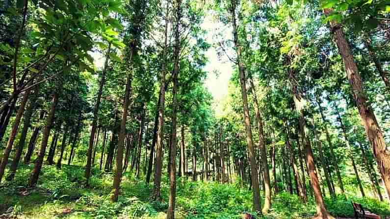 Career in Forestry: ફોરેસ્ટ્રી શું છે? આ ક્ષેત્રમાં કારકિર્દી કેવી રીતે બનાવવી? જાણો સ્કોપ, નોકરીઓ, અભ્યાસક્રમો અને કમાણીની તકો