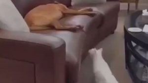ભાગ્યે જ જોયો હશે કૂતરા-બિલાડીનો આવો ફની વીડિયો, તોફાની બિલાડીની આ સ્ટાઇલ લોકોને આવી રહી છે પસંદ