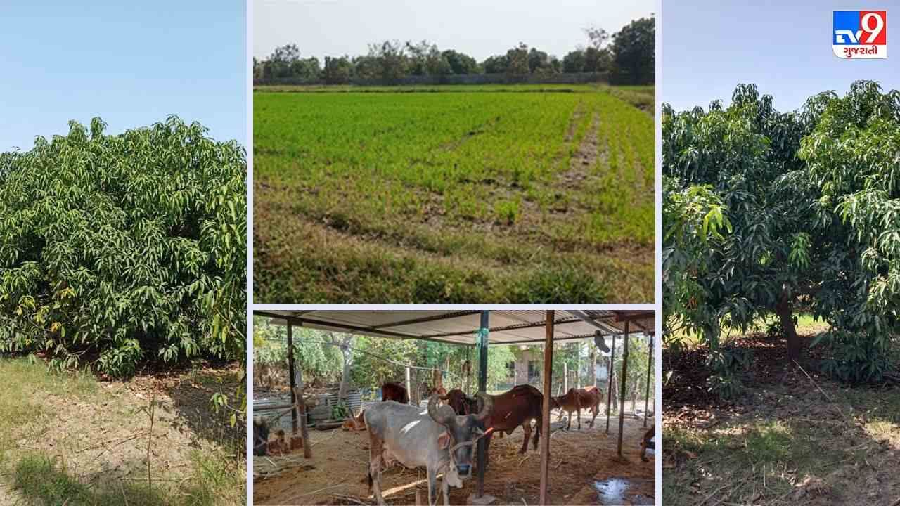 ગાય આધારિત પ્રાકૃતિક ખેતી: સાંકરિયાના પિતા-પુત્રએ ઊછેર્યું છે પ્રાકૃતિક બાગાયત આધારિત આંબાવાડિયું