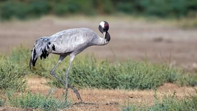 Junagadh: કુંજ પક્ષીઓને પગમાં સોલાર સંચાલિત GPS ટ્રાન્સમીટર લગાવાયા, તેમની રોજની ગતિવિધીનો હવે સર્વે થશે