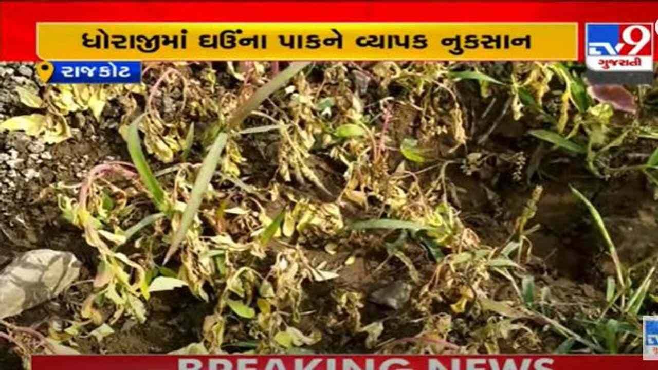 Rajkot: માવઠાના કારણે ધોરાજીમાં ઘઉંના પાકને વ્યાપક નુકસાન, ઉત્પાદનમાં 60 ટકાનો ઘટાડો