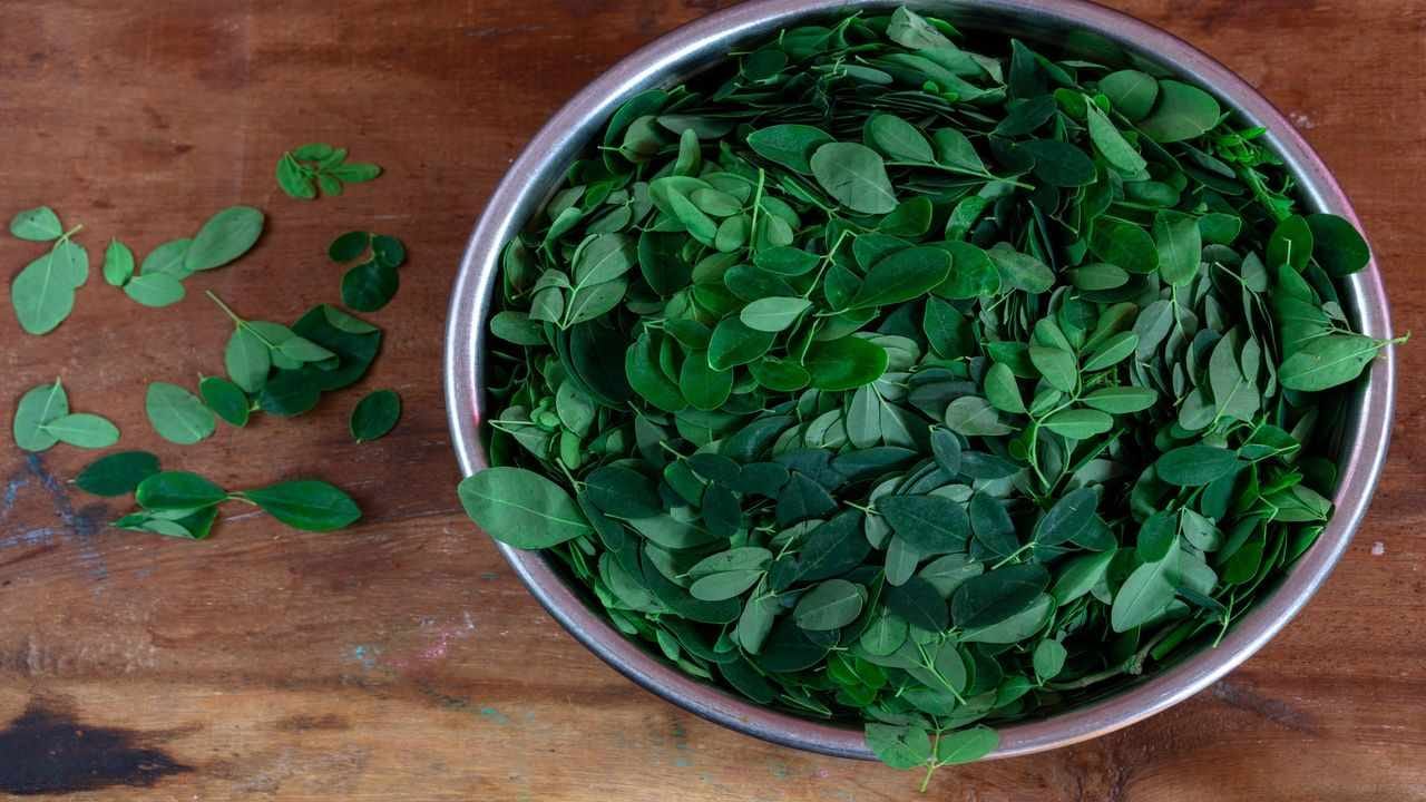 Benefits of Drumstick leaves: તમે સરગવાના ફાયદા વિશે ઘણું સાંભળ્યું હશે, હવે તેના પાંદડાના ફાયદા વિશે પણ જાણો
