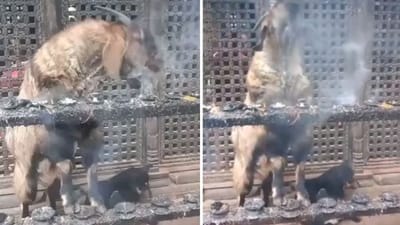 નશામાં ધૂત બકરીનો વીડિયો આવ્યો સામે, લોકોએ કહ્યું- પાછલા જન્મમાં માનવ હશે