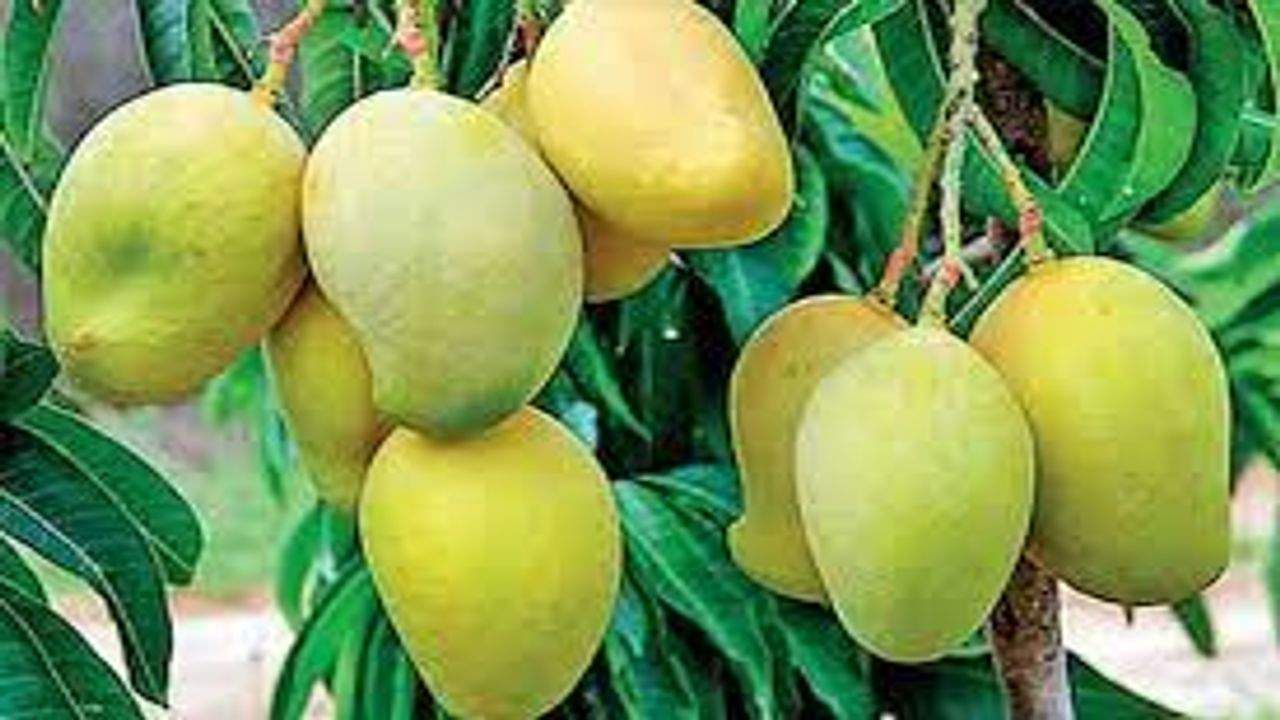 Alphonso Mango Price : કેરી રસિયાઓ માટે ખુશખબર, હાફુસની કિંમતમાં આવ્યો ઘટાડો, જાણો શું છે ભાવ