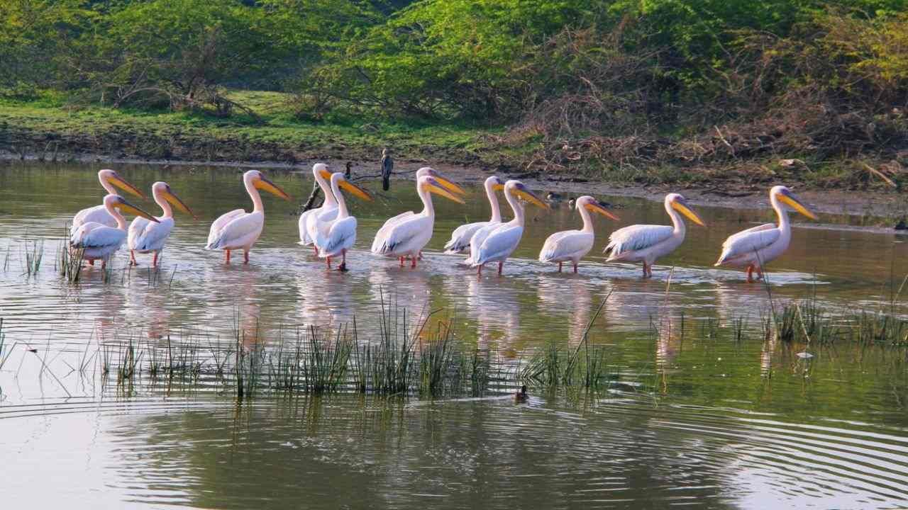 Jamnagar: ખીજડિયા પક્ષી અભ્યારણમાં 1 લાખથી વધુ પક્ષીઓ, પક્ષી ગણતરીમાં 276 પ્રકારની જાતો નોંધાઈ