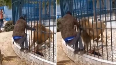Viral Video: સિંહને ઉશ્કેરવો આ વ્યક્તિને ભારે પડ્યો, ગુસ્સે થયેલા સિંહે હાલ કર્યા બેહાલ