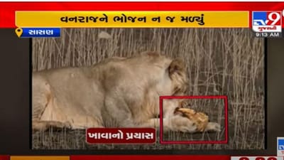 કુદરતના કવચ સામે જંગલના રાજા પણ લાચાર બન્યા, કાચબાએ ત્રણ વનરાજને હંફાવ્યા, જુઓ વીડિયો