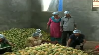 કેરીનું પ્રોસેસિંગ કરી આ ખેડૂત કરી રહ્યા છે સારી કમાણી, છાલ અને ગોટલીમાંથી પણ બનાવે છે આ વસ્તું