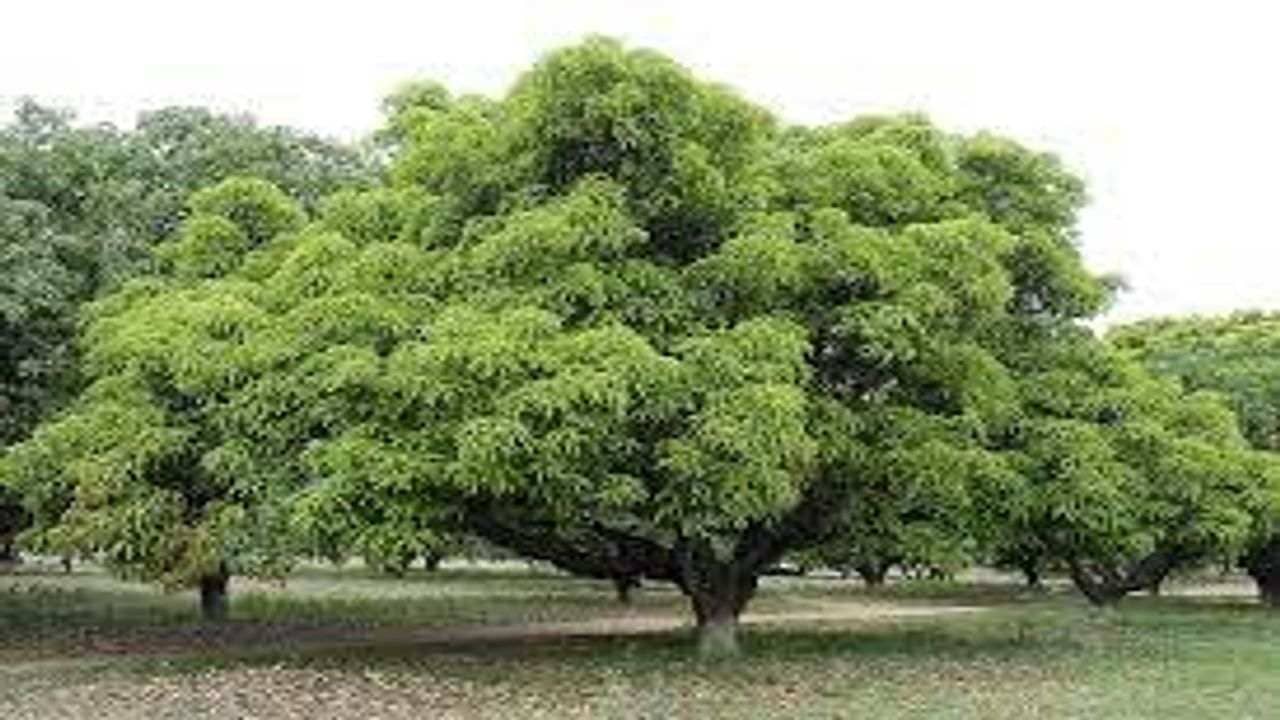 Bharuch: આ વર્ષે કેરીની મીઠાશ માણવા લાંબો સમય જોવી પડી શકે છે રાહ, જાણો શું છે કારણ