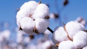 Organic Cotton: ઓર્ગેનિક કપાસનું ઉત્પાદન રેકોર્ડ સ્તરે પહોંચ્યું, 4 વર્ષમાં 423 ટકાનો વધારો