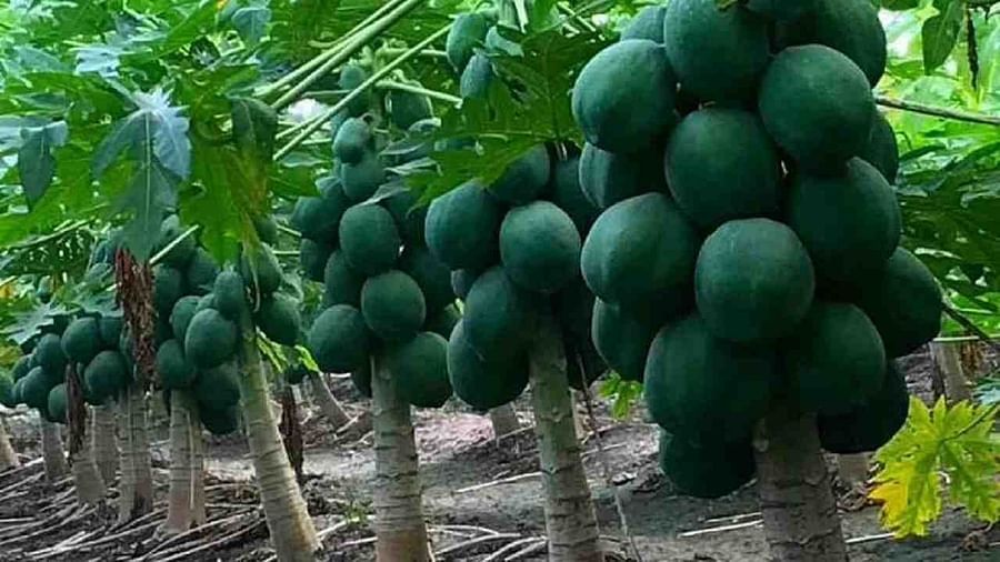 Papaya Farming : ભારતમાં ખેડૂતો પપૈયાની ખેતી પર આપી રહ્યા છે વધુ ધ્યાન, નર્સરી તૈયાર કરવામાં રાખવું પડશે આ વાતનું ધ્યાન