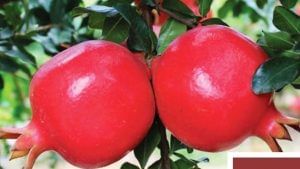 Pomegranate farming : દાડમની ખેતીથી ઓછા પાણીવાળા વિસ્તારોમાં પણ તમે વધુ ઉત્પાદન મેળવી શકો છો, આ છે શ્રેષ્ઠ જાતો