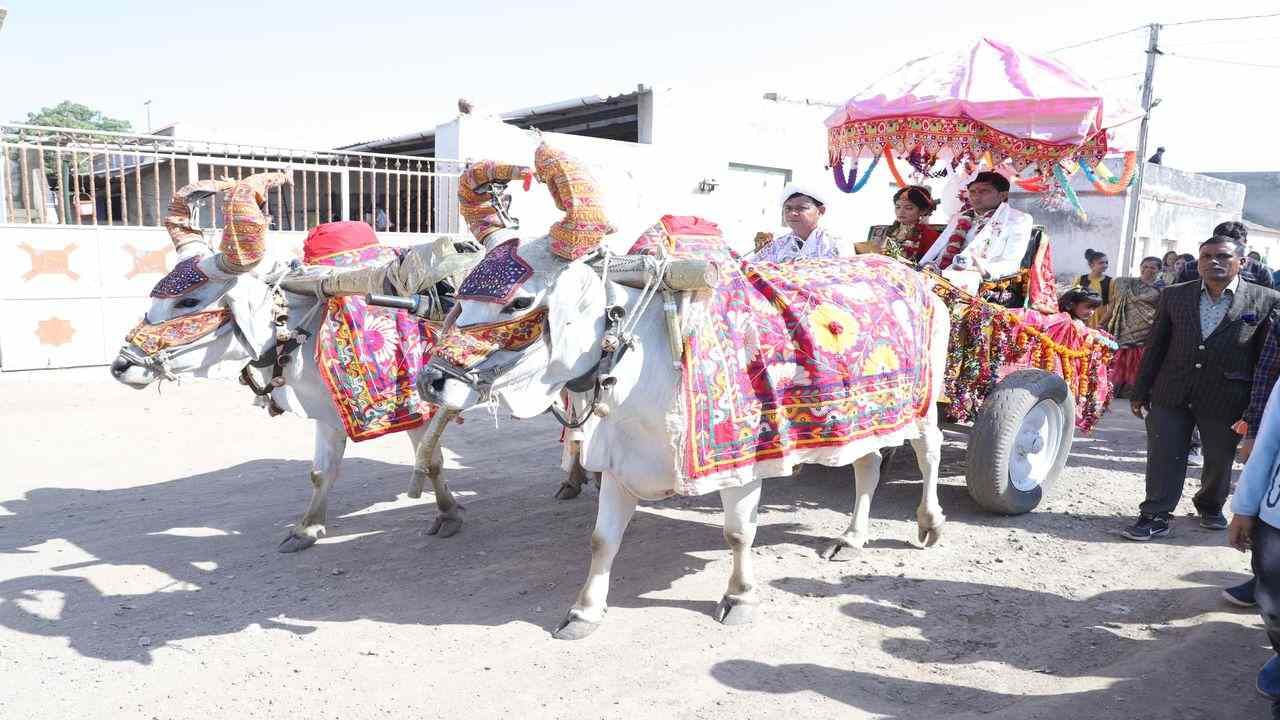 Rajkot: ખજુરડી ગામના લગ્ન બન્યા આકર્ષણનું કેન્દ્ર, હેલિકોપ્ટર અને લક્ઝુરિયસ કારના જમાનામાં આ વાહનમાં નીકળી જાન