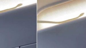 Snake Video: ફ્લાઈટ દરમિયાન એરોપ્લેનની અંદર એક સાપ જોવા મળ્યો, પાઇલટે શેયર કર્યો ચોંકાવનારો વીડિયો