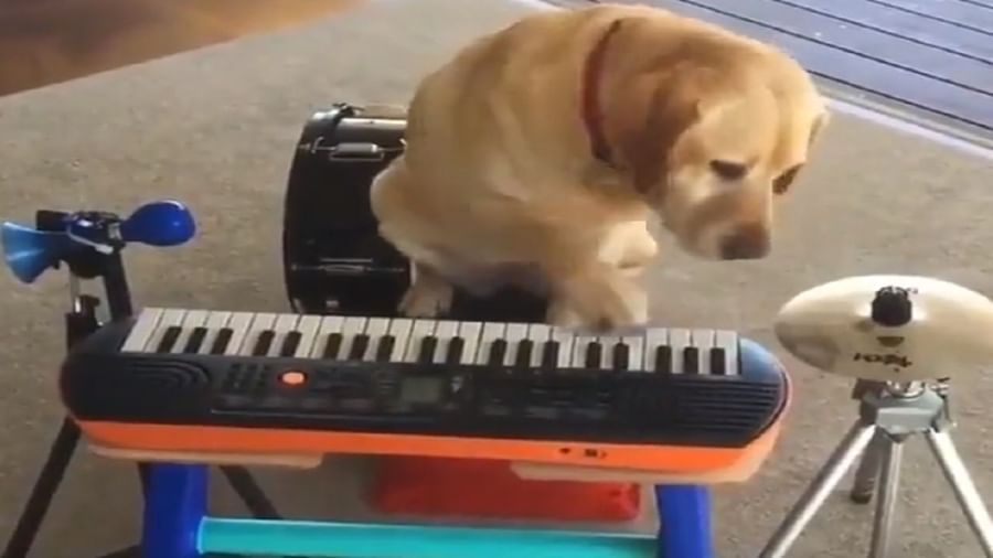 Dog Funny Video: શું તમે ક્યારેય આવો પ્રતિભાશાળી કૂતરો જોયો છે? કૂતરાનો સંગીત વગાડતો વીડિયો થયો વાયરલ