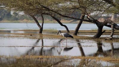 Mehsana: થોળ પક્ષી અભ્યારણ્યમાં પક્ષી ગણતરી, પક્ષી ગણતરી માટે 8 ઝોનમાં કુલ 32 પક્ષીવિદોની ટીમ ગોઠવાઇ