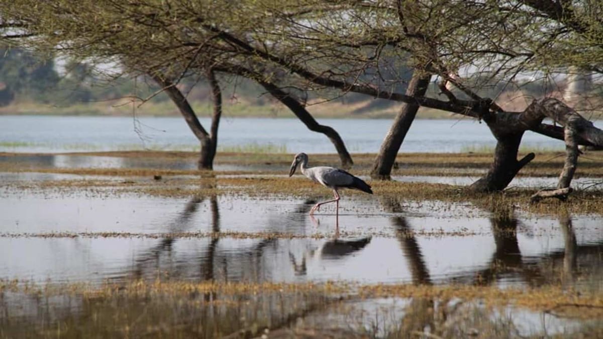 Mehsana: થોળ પક્ષી અભ્યારણ્યમાં પક્ષી ગણતરી, પક્ષી ગણતરી માટે 8 ઝોનમાં કુલ 32 પક્ષીવિદોની ટીમ ગોઠવાઇ