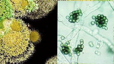 Trichoderma એક ફુગ જે છે ખેડૂતની છે સૌથી સારી મિત્ર, ઉત્પાદન વધારે અને ખર્ચમાં કરે છે ઘટાડો