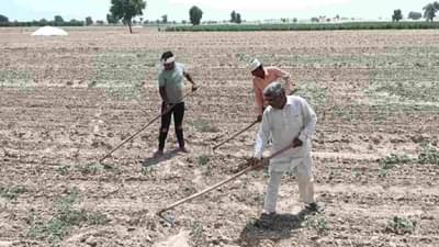 Dry Farming: સૂકી ખેતી શું છે? જાણો આ ખેતીમાં વાવણી અને સુધારેલી જાતો વિશે