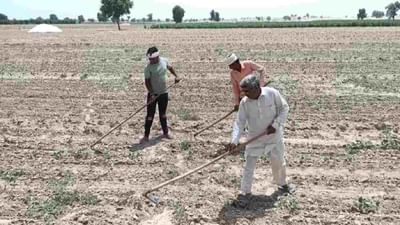 Dry Farming: સૂકી ખેતી શું છે? જાણો આ ખેતીમાં વાવણી અને સુધારેલી જાતો વિશે
