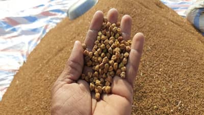 સરકારી ખરીદ કેન્દ્રો પર ચણાનું વેચાણ નથી કરી રહ્યા ખેડૂતો, જાણો શું છે તેની પાછળનું કારણ