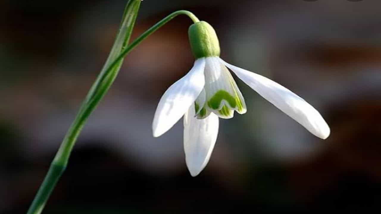 ઓનલાઈન હરાજીમાં રેકોર્ડ બ્રેક કિંમતમાં વેચાયેલા, આ અનોખા ફૂલ માં શું છે ખાસ ?