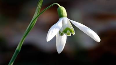 ઓનલાઈન હરાજીમાં રેકોર્ડ બ્રેક કિંમતમાં વેચાયેલા, આ અનોખા ફૂલ માં શું છે ખાસ ?