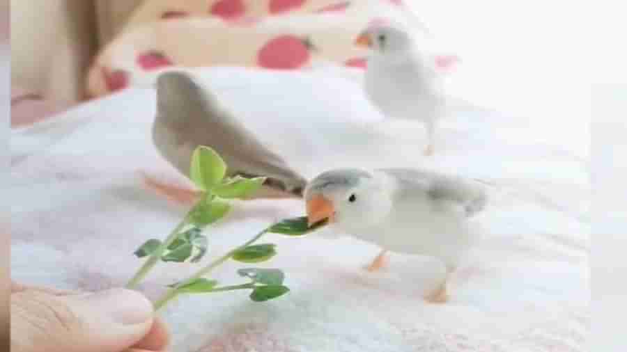 Wonderful Video: પાંદડા ખાતા પક્ષીઓનો સુંદર વીડિયો થયો વાયરલ, લોકોએ કહ્યું- સાથે ખાવાથી સ્વાદ વધે છે