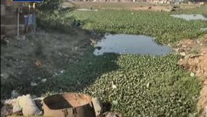 Ahmedabad: ચંડોળા તળાવમાં ગંદકીના ઢગ, તળાવમાં લીલ અને મચ્છરોનું સામ્રાજ્ય વધતા બીમારીઓ ફેલાવાનો ખતરો વધ્યો