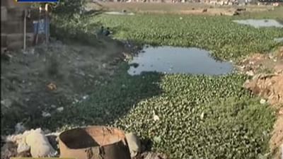 Ahmedabad: ચંડોળા તળાવમાં ગંદકીના ઢગ, તળાવમાં લીલ અને મચ્છરોનું સામ્રાજ્ય વધતા બીમારીઓ ફેલાવાનો ખતરો વધ્યો